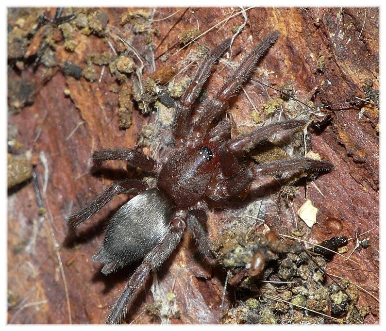 Ragni vari(Gnaphosidae, Lycosidae, Theridiidae, Thomisidae.)